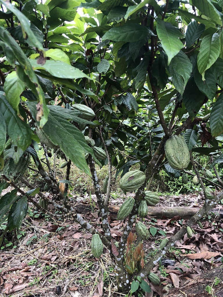 Invierte en la Amazonía ecuatoriana, 310 ha con cacao, balsa, potreros, agua y acceso E40 — imagen 4