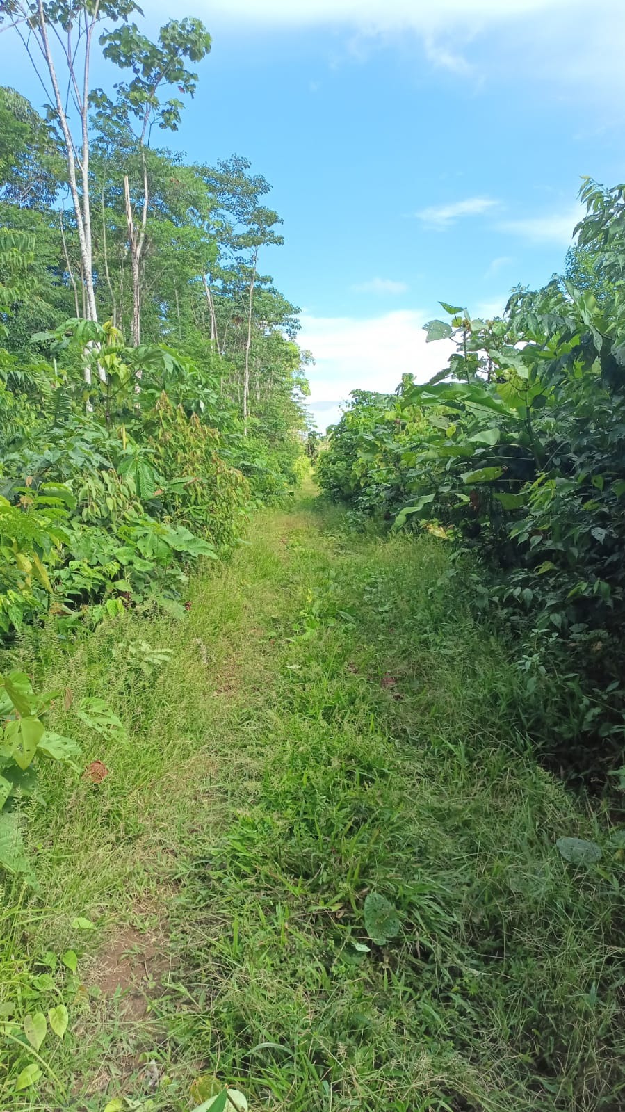 Invierte en la Amazonía ecuatoriana, 310 ha con cacao, balsa, potreros, agua y acceso E40 — imagen 8