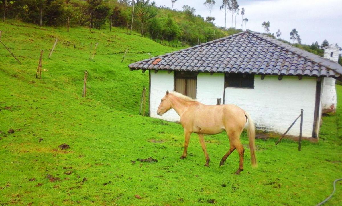 Quinta en Venta en Píntag — imagen 9