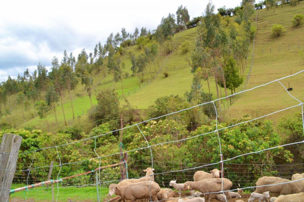 Quinta en Venta en Píntag — imagen 7