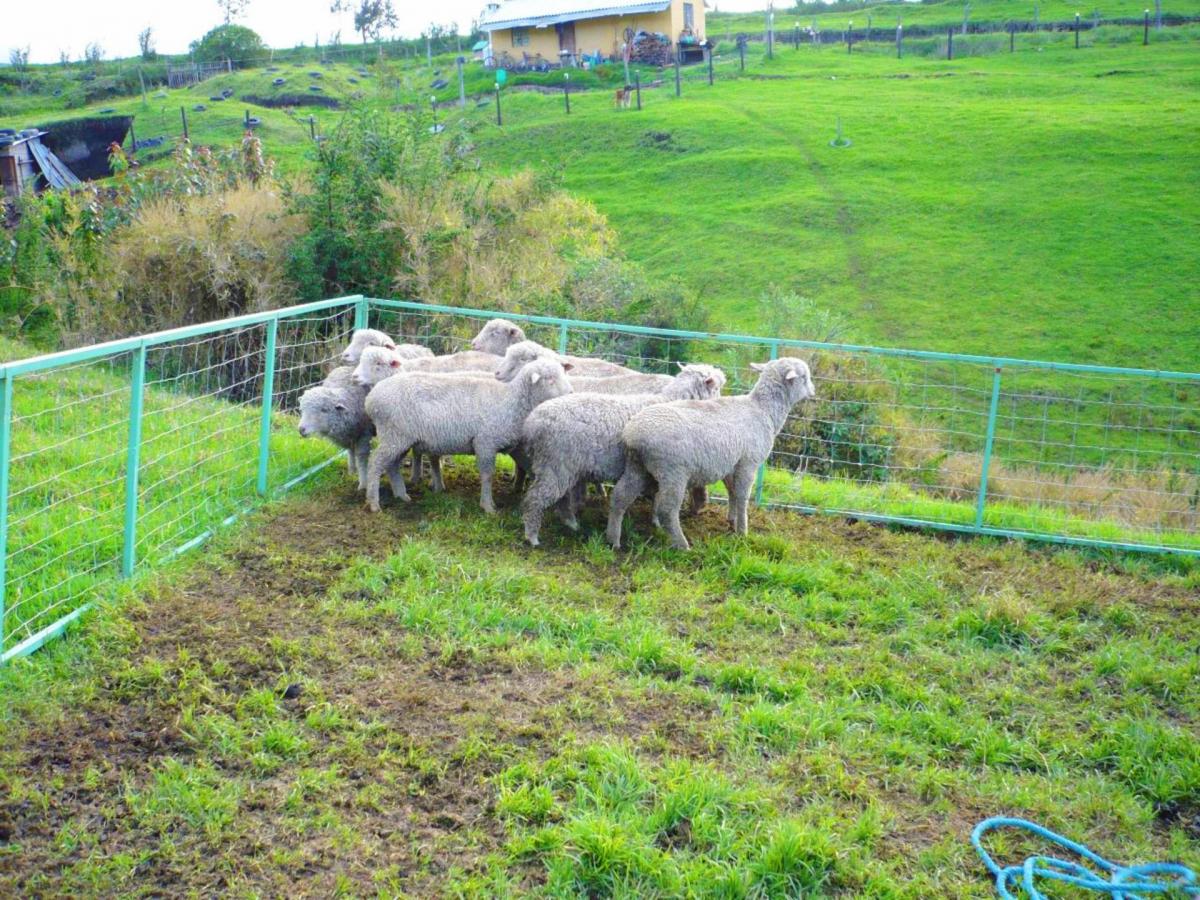 Quinta en Venta en Píntag — imagen 6