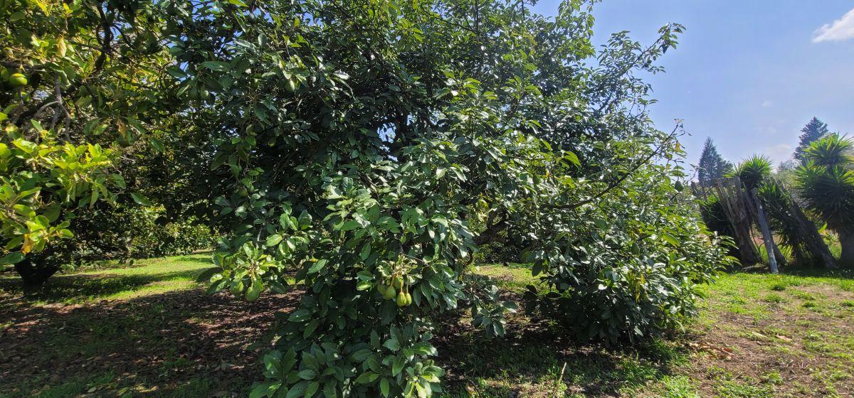 Terreno de Venta en Guayllabamba Dentro de Urbanización — imagen 8