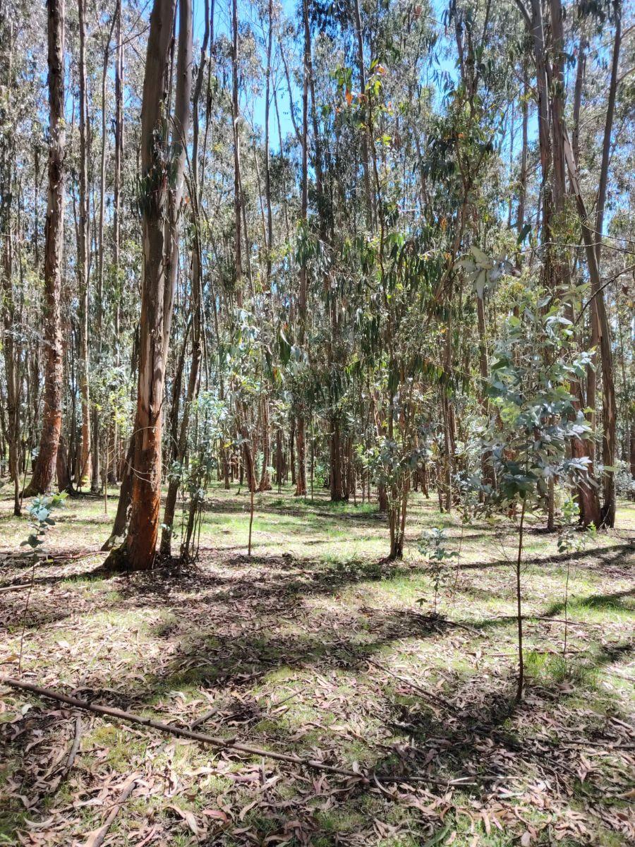 Terreno de Venta en Aloasí, Machachi — imagen 10