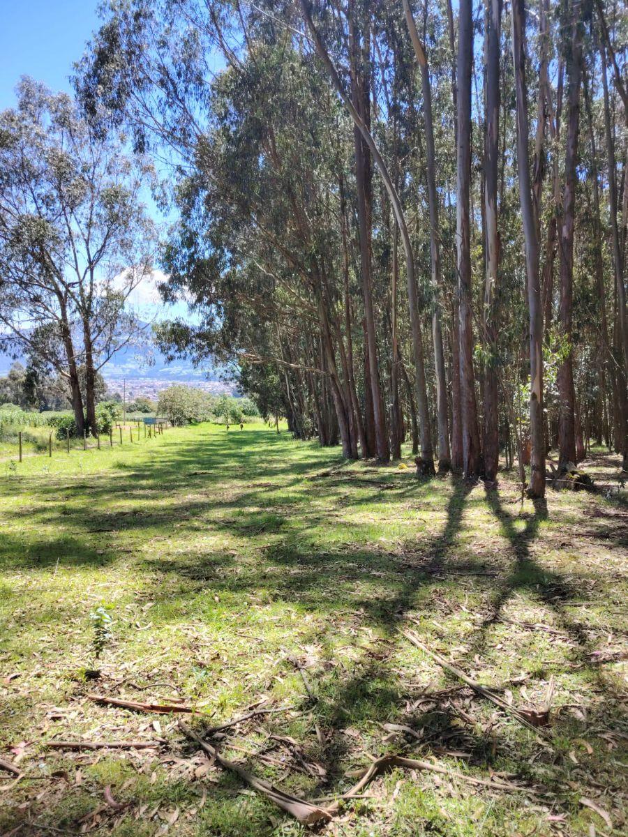Terreno de Venta en Aloasí, Machachi — imagen 9