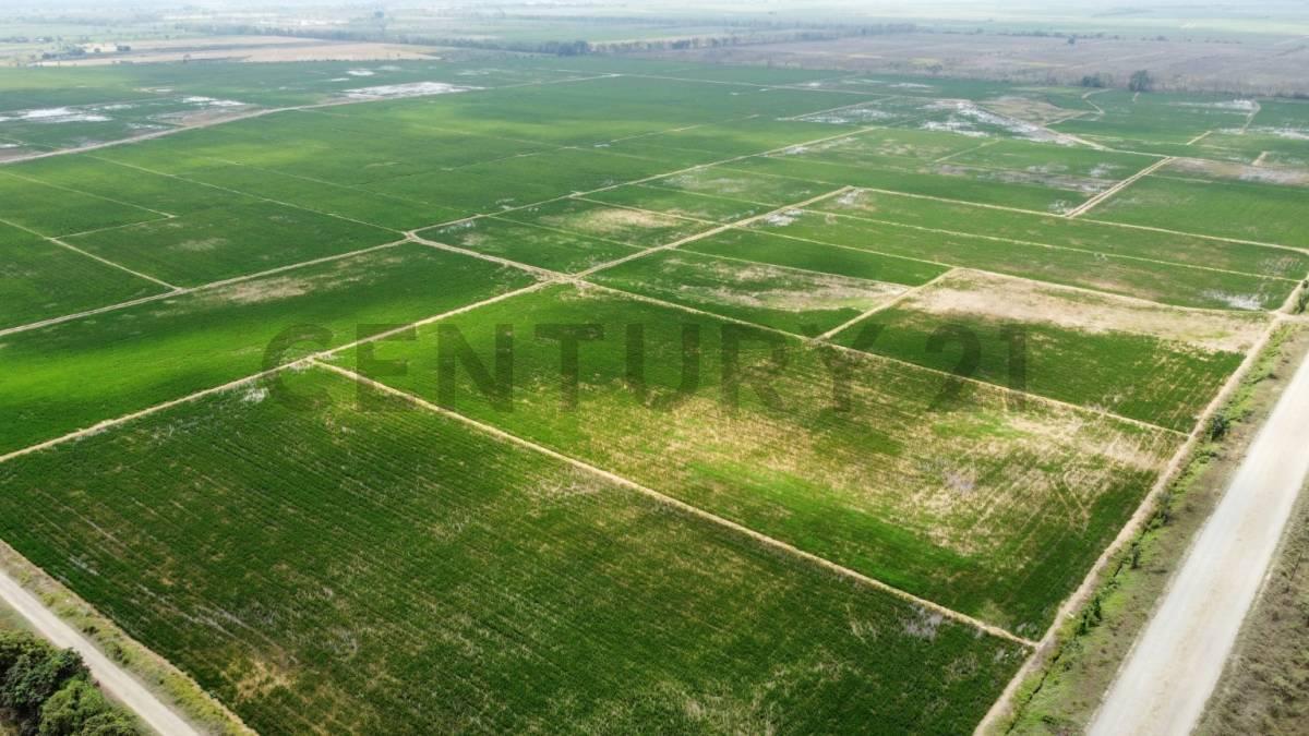 Inversión Estratégica: 145ha de Alta Productividad Ideal Cacao, Caña, Banano. Dian, Guayas — imagen 10