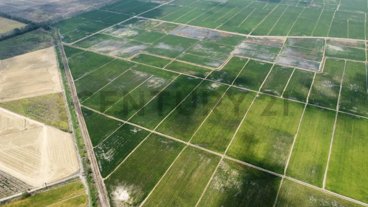 Inversión Estratégica: 145ha de Alta Productividad Ideal Cacao, Caña, Banano. Dian, Guayas — imagen 8