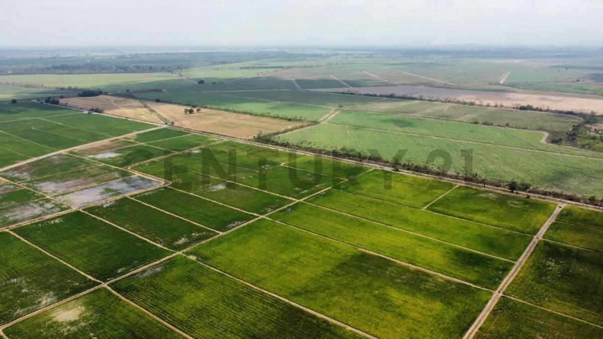 Inversión Estratégica: 145ha de Alta Productividad Ideal Cacao, Caña, Banano. Dian, Guayas — imagen 7