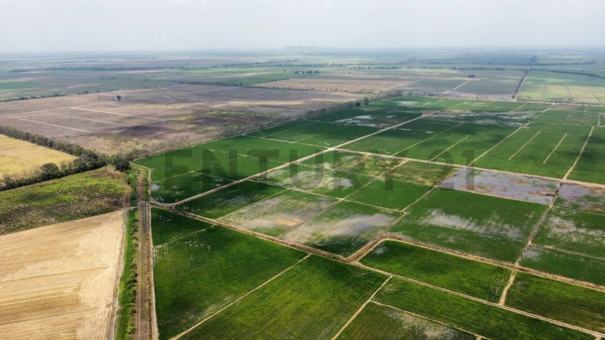 Inversión Estratégica: 145ha de Alta Productividad Ideal Cacao, Caña, Banano. Dian, Guayas — imagen 6