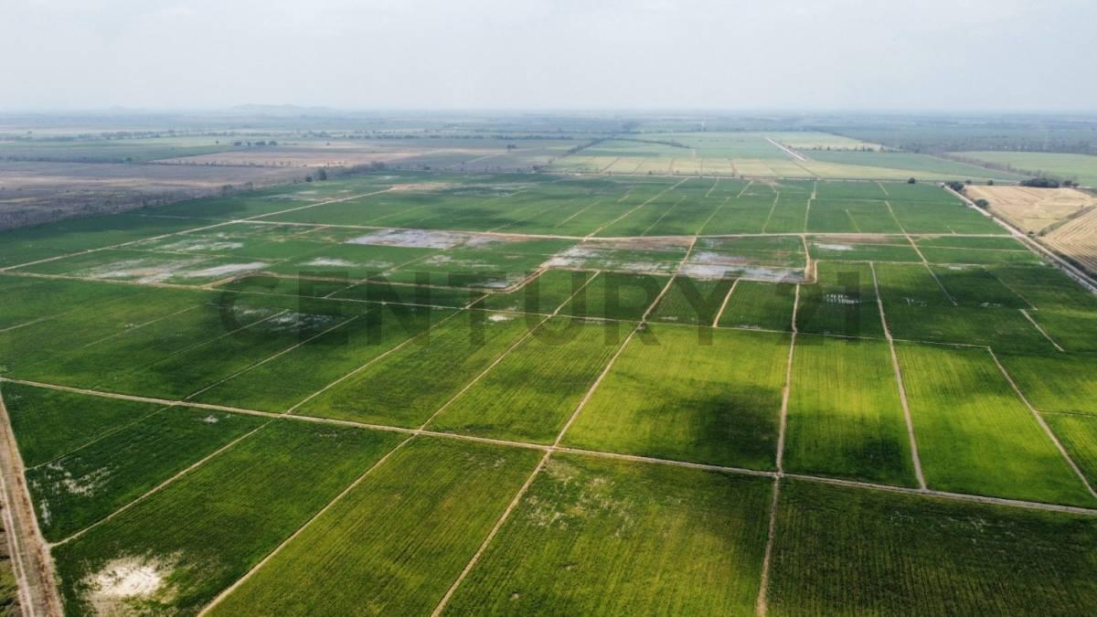 Inversión Estratégica: 145ha de Alta Productividad Ideal Cacao, Caña, Banano. Dian, Guayas — imagen 2