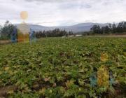 Vendo Terreno Sector Nnuu — imagen 2