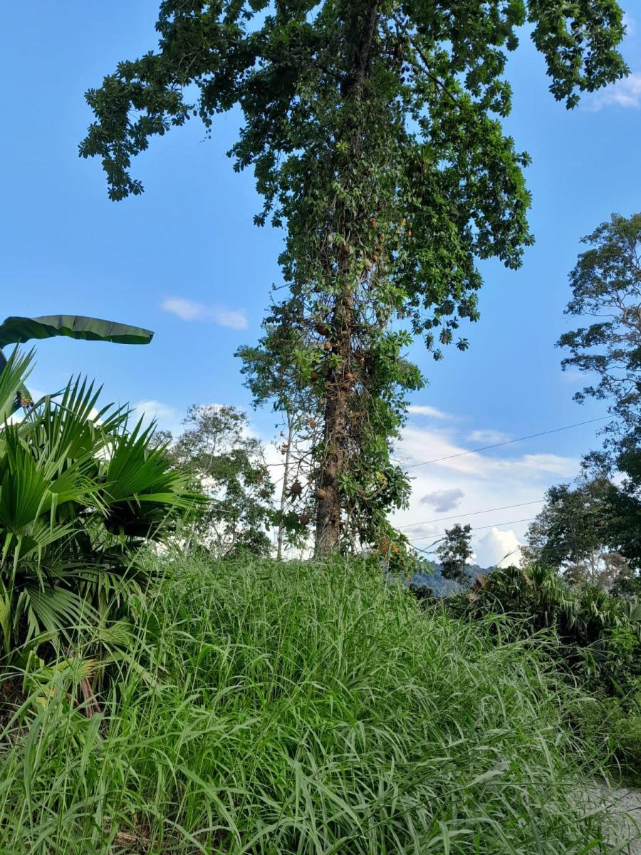 Tena - Vía a Misahualli - Vendo Propiedad de 12 Hectáreas - Acceso Propio, Napo — imagen 10