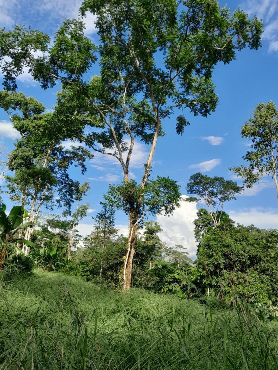 Tena - Vía a Misahualli - Vendo Propiedad de 12 Hectáreas - Acceso Propio, Napo — imagen 9