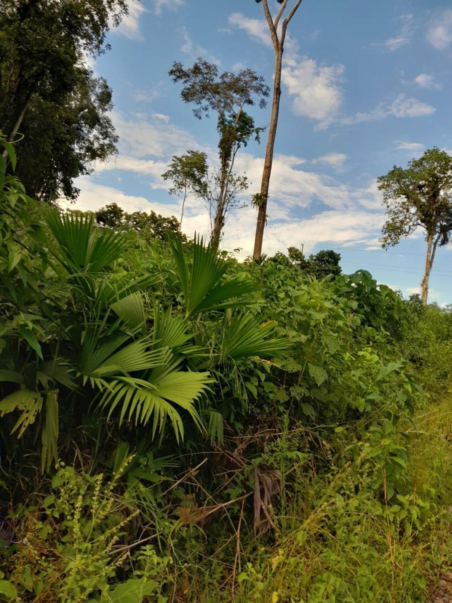 Tena - Vía a Misahualli - Vendo Propiedad de 12 Hectáreas - Acceso Propio, Napo — imagen 8