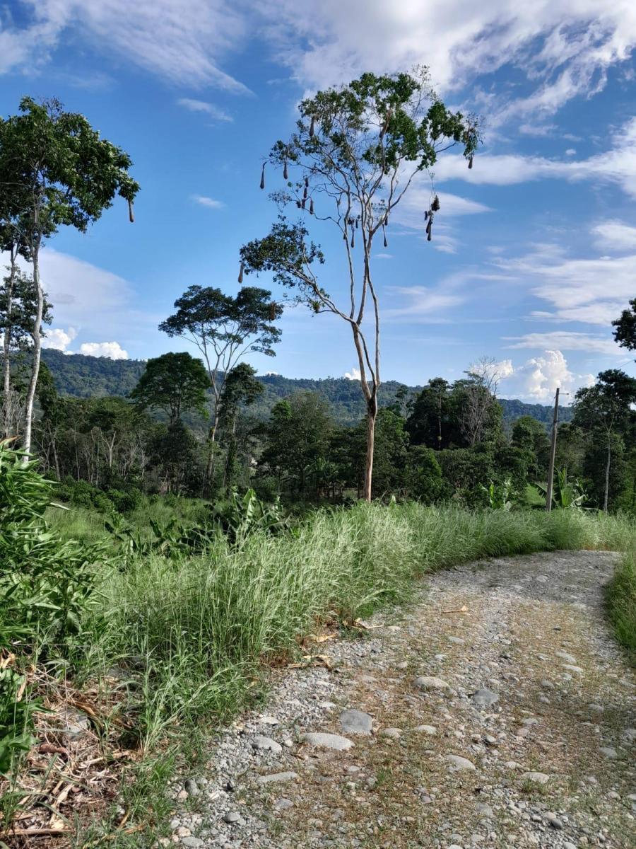 Tena - Vía a Misahualli - Vendo Propiedad de 12 Hectáreas - Acceso Propio, Napo — imagen 7