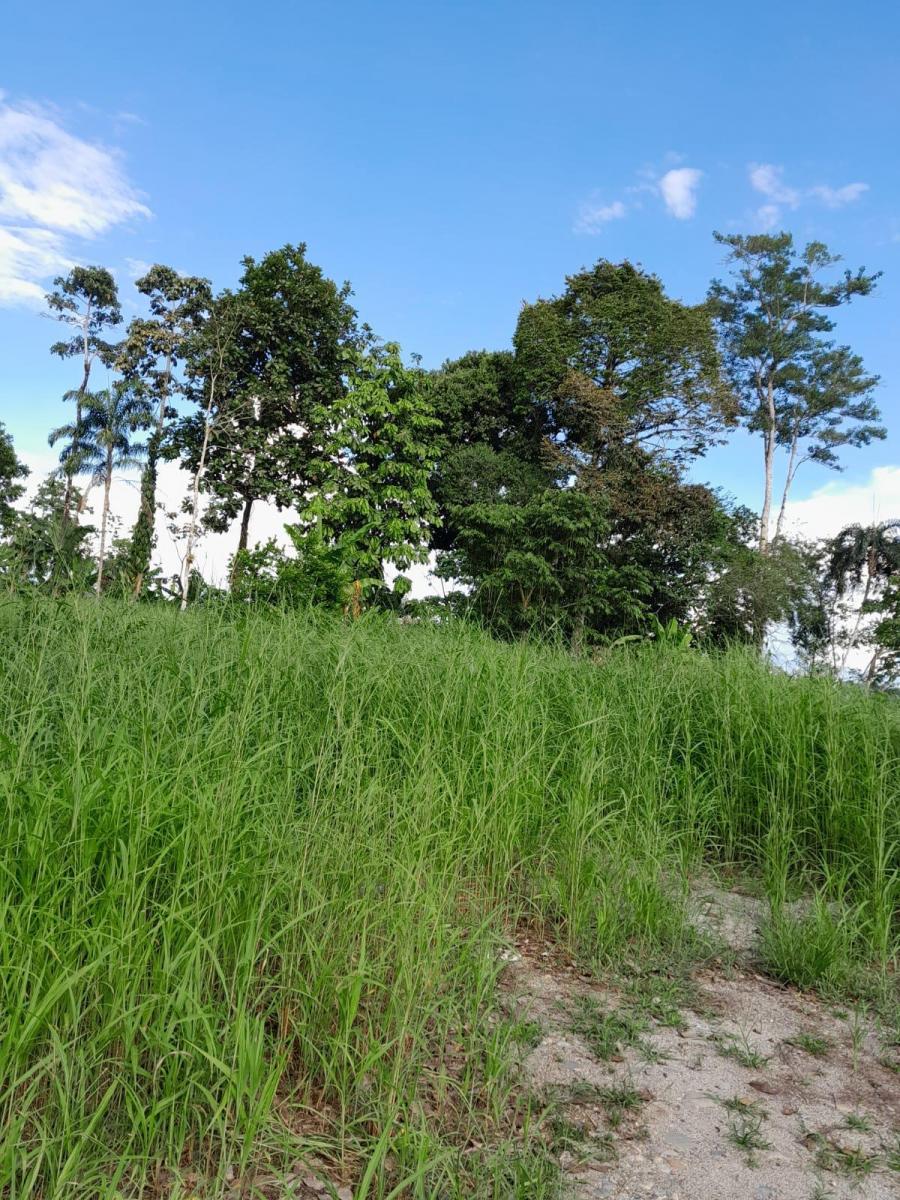 Tena - Vía a Misahualli - Vendo Propiedad de 12 Hectáreas - Acceso Propio, Napo — imagen 6