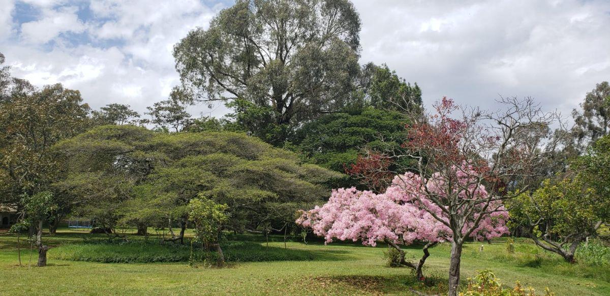 Venta Hermoso Terreno con Pequeña Casa en Yaruqui. con Pequeño Sembrio de Arándanos — imagen 9