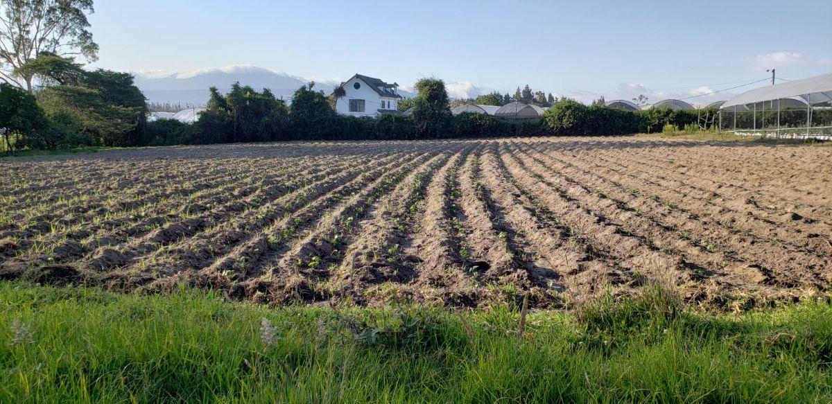 Venta Hermoso Terreno con Pequeña Casa en Yaruqui. con Pequeño Sembrio de Arándanos — imagen 8