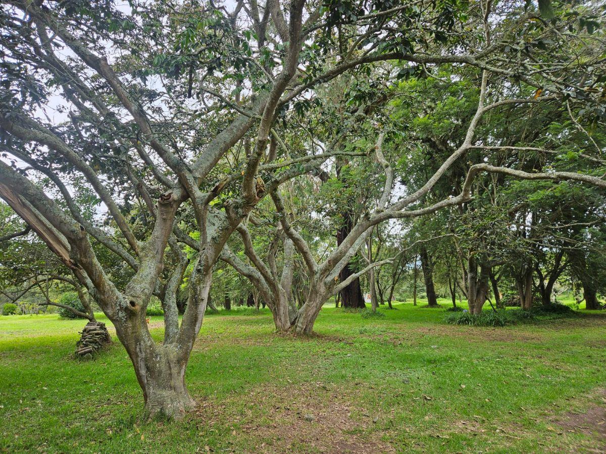 Venta Hermoso Terreno con Pequeña Casa en Yaruqui. con Pequeño Sembrio de Arándanos — imagen 6