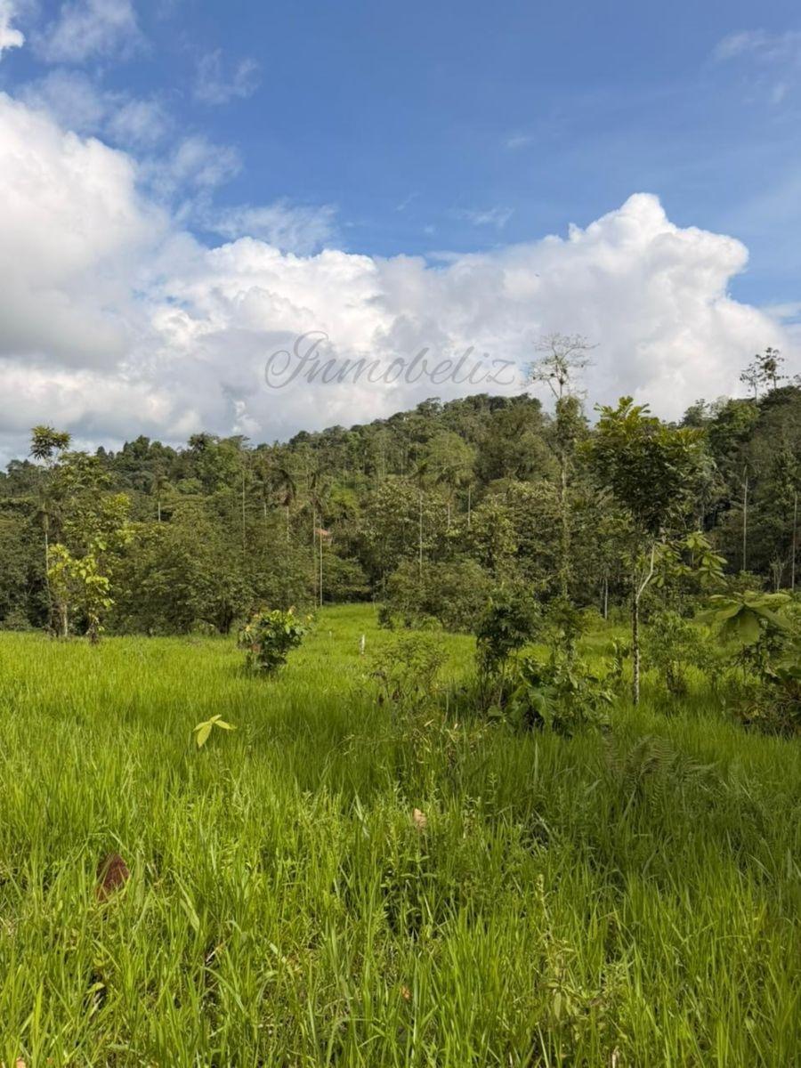 Terreno de 25000 m² (2.5 Hectáreas) en Venta en Pedro Vicente Maldonado — imagen 5