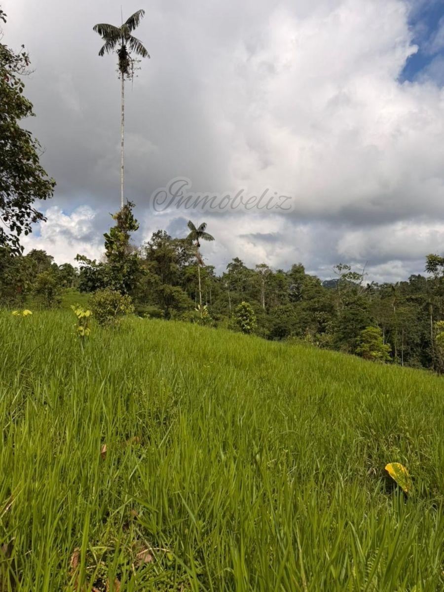 Terreno de 25000 m² (2.5 Hectáreas) en Venta en Pedro Vicente Maldonado — imagen 3