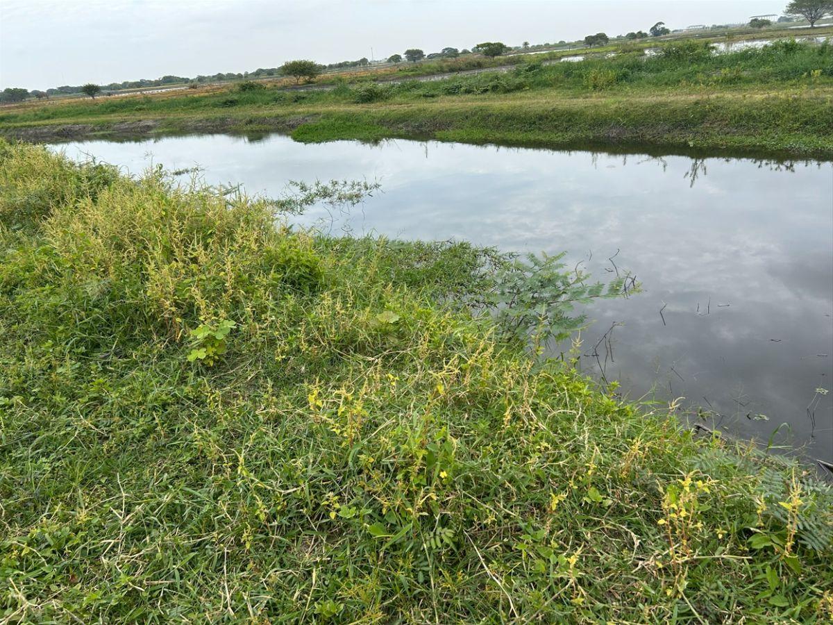 Terreno en Venta Via Al Pan 20,000 m², Guayas — imagen 4