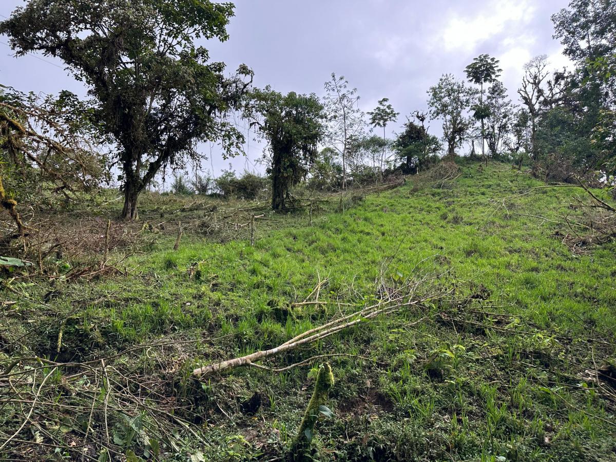 Propiedad de 5.5 Has en Mindo — imagen 6