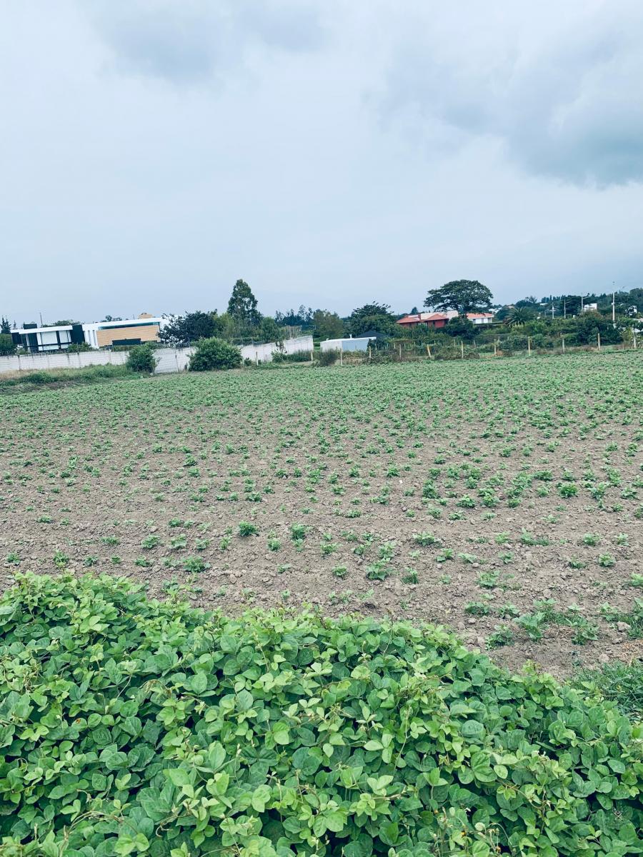 Venta Terreno Puembo 2500 m Proyecto Independiente — imagen 5