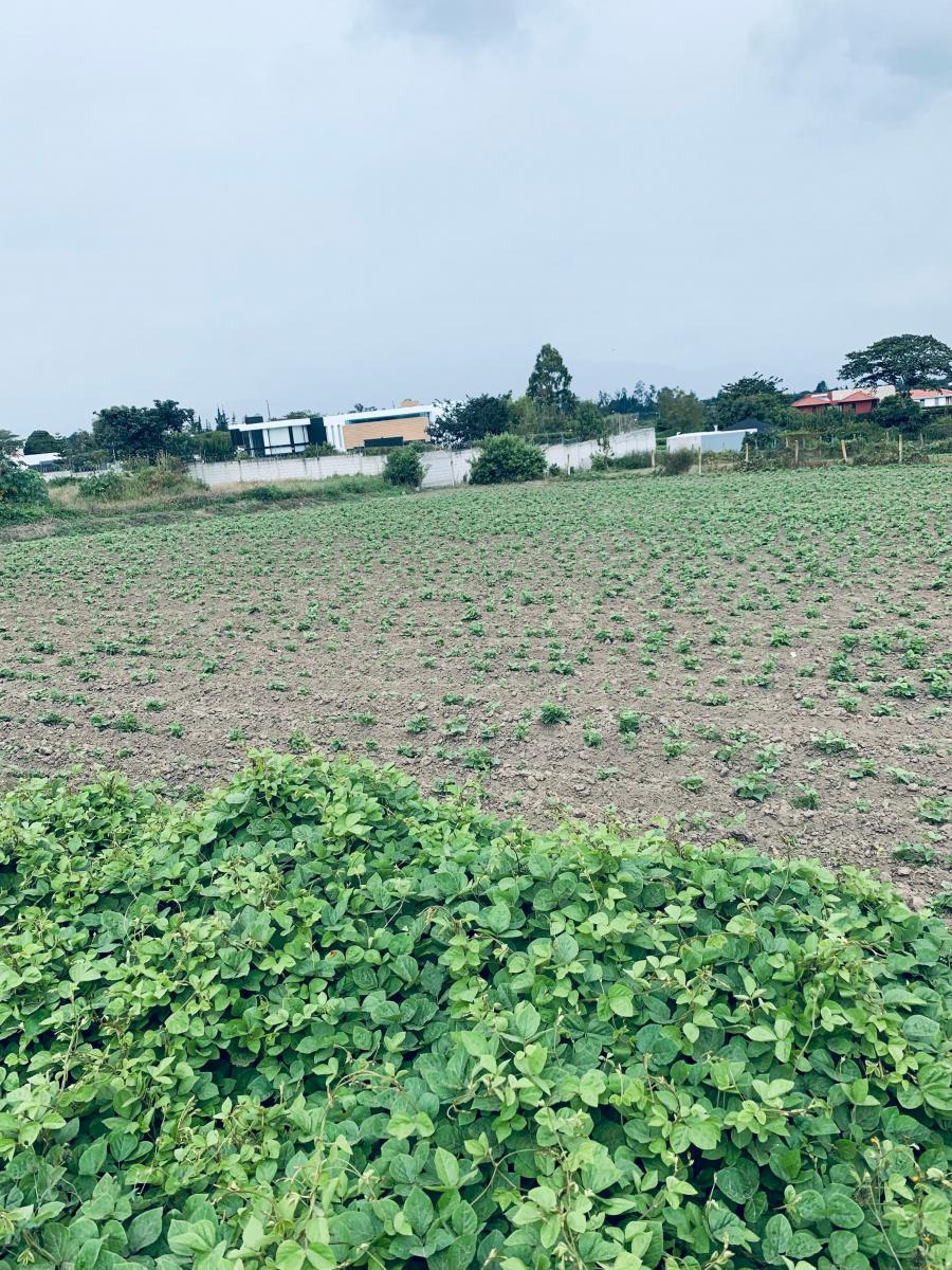 Venta Terreno Puembo 2500 m Proyecto Independiente — imagen 4