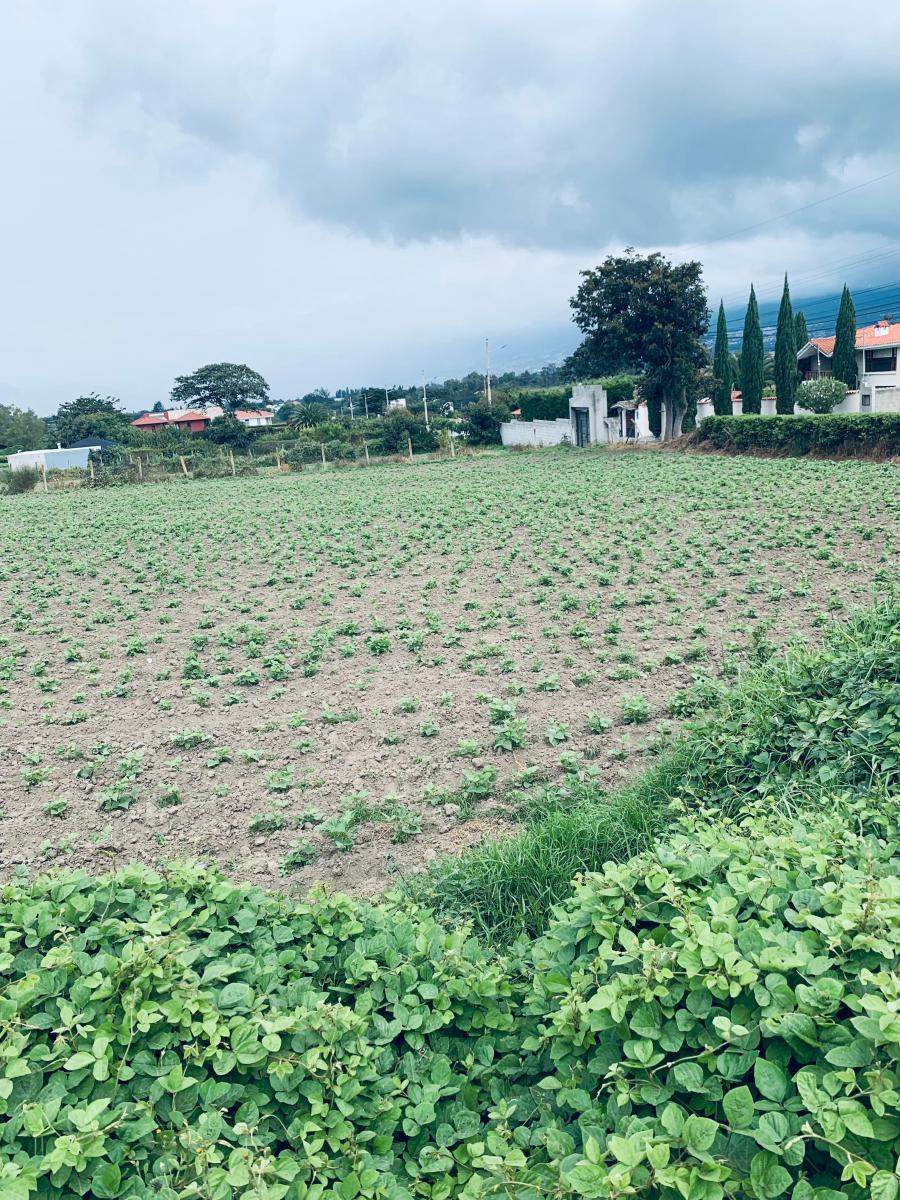 Venta Terreno Puembo 2500 m Proyecto Independiente — imagen 3