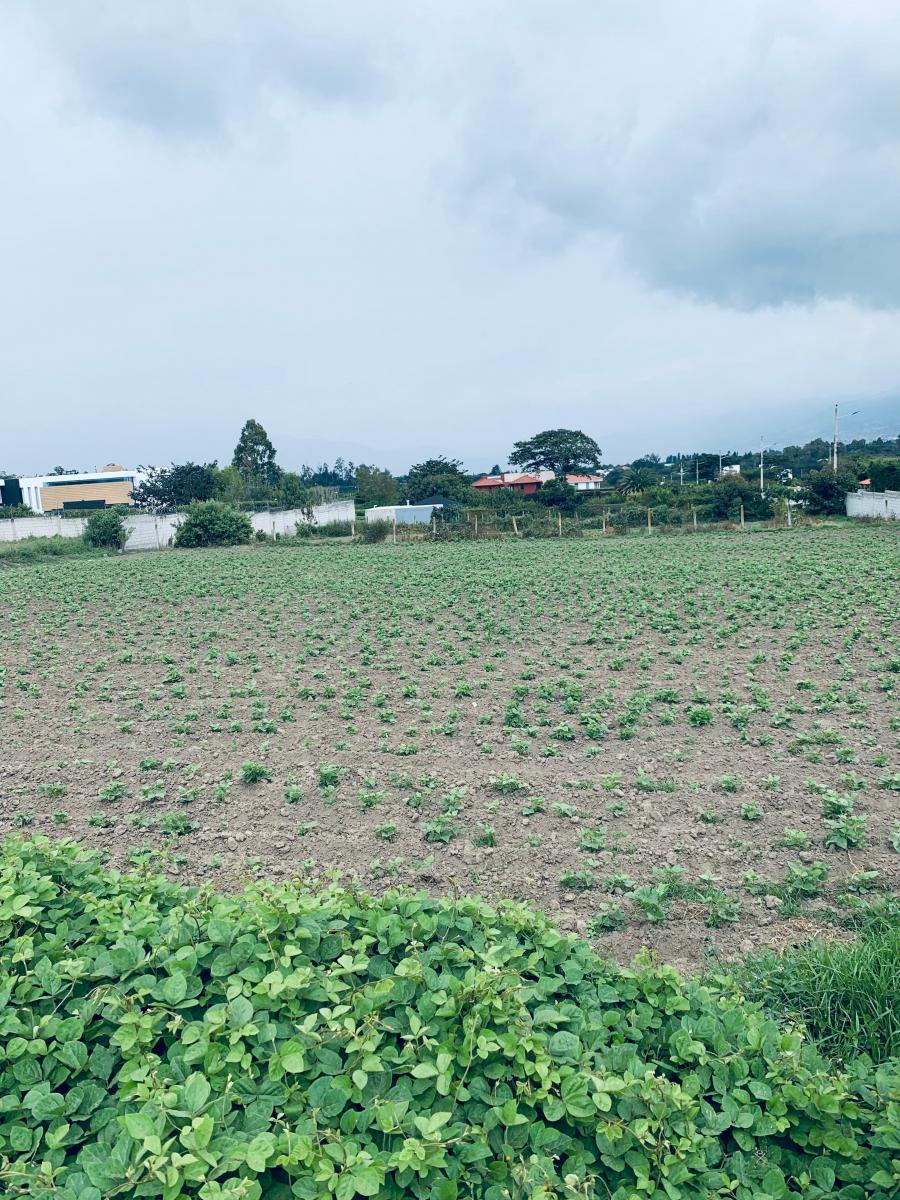 Venta Terreno Puembo 2500 m Proyecto Independiente — imagen 2