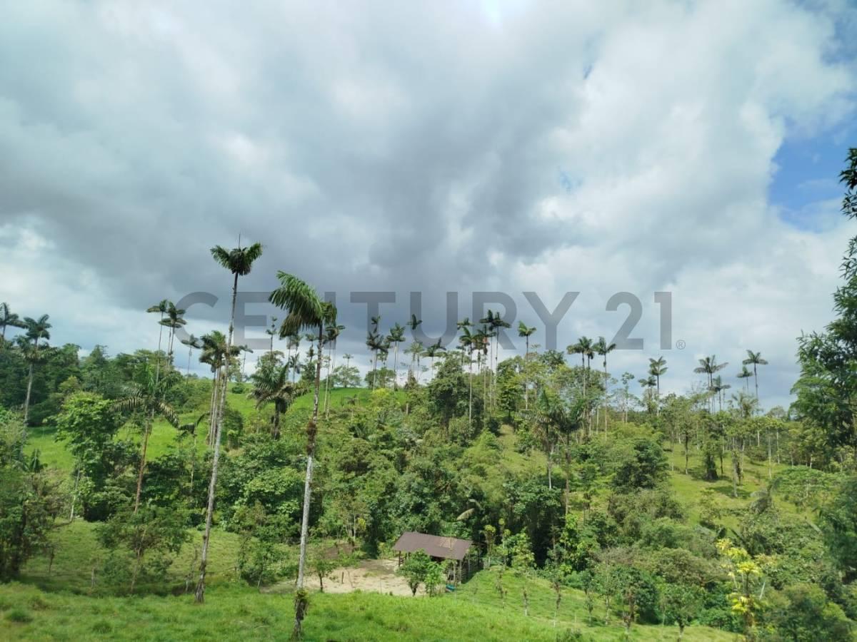 En Venta Terreno de 37.5 Hectáreas Km 14 Vía Los Bancos - Valle Hermoso — imagen 10