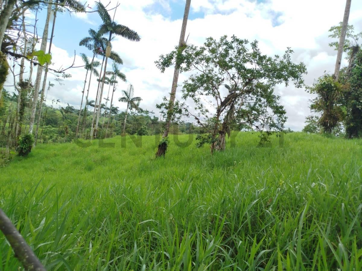 En Venta Terreno de 37.5 Hectáreas Km 14 Vía Los Bancos - Valle Hermoso — imagen 6