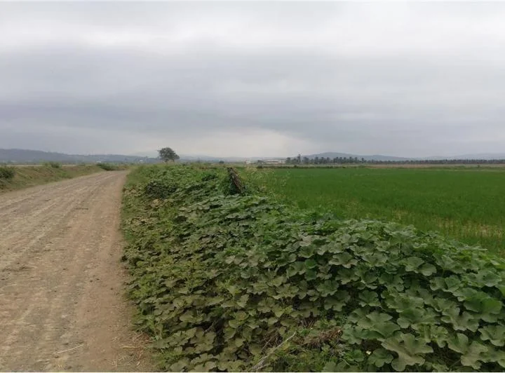 Terreno Arrocero de Venta en Rocafuerte Manabi, Manabí — imagen 1
