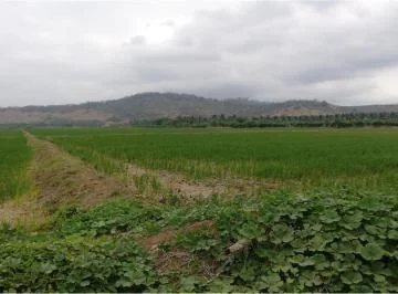 Terreno Arrocero de Venta en Rocafuerte Manabi, Manabí — imagen 4