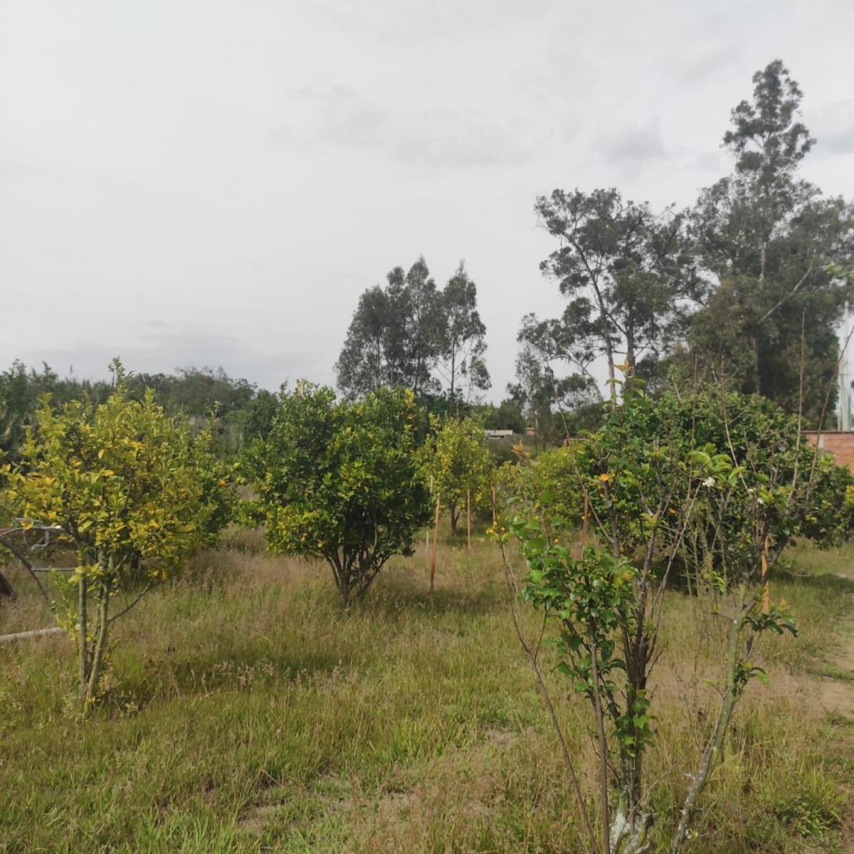 Inversionistas, Constructores, Tumbaco, Zona Central. Terreno Plano 6500 m², Papeles en Regla — imagen 5
