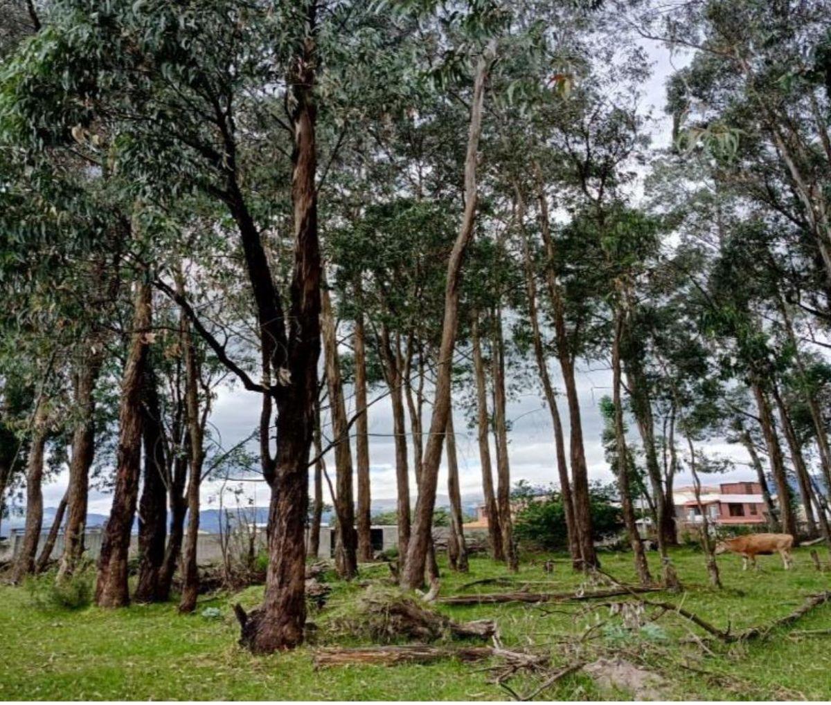 Terreno en Venta 5.000 m² Para Constructores, Inversionistas, Etc — imagen 6