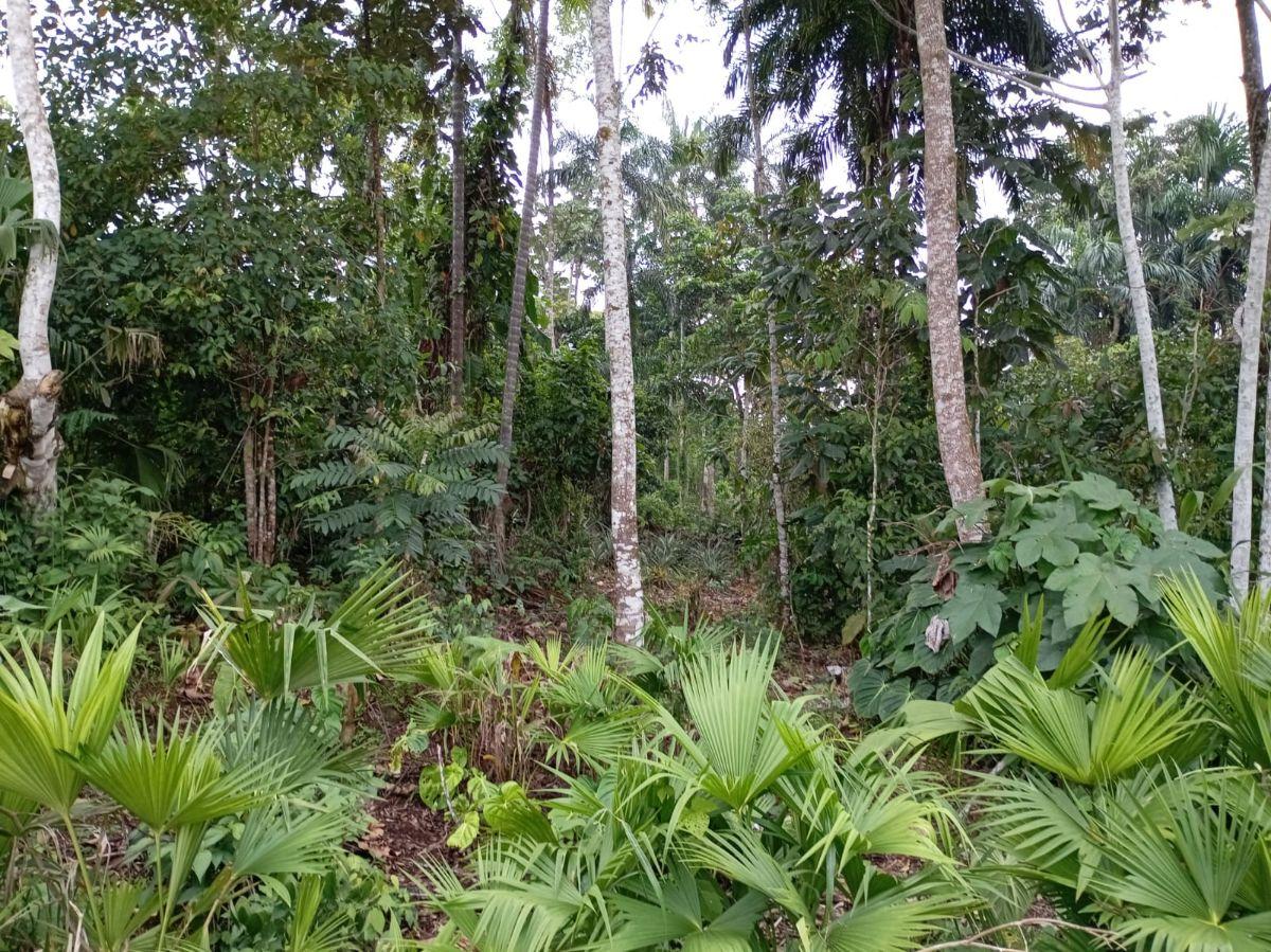 Terreno en Venta Sector Turístico Parroquia Pano - Tena, Napo — imagen 6