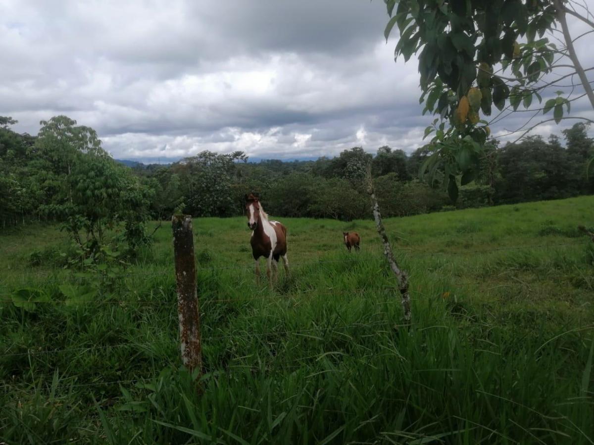 Se Vende Finca Ganadera de 45 Hectáreas en Pedro Vicente Maldonado Km 104 — imagen 10