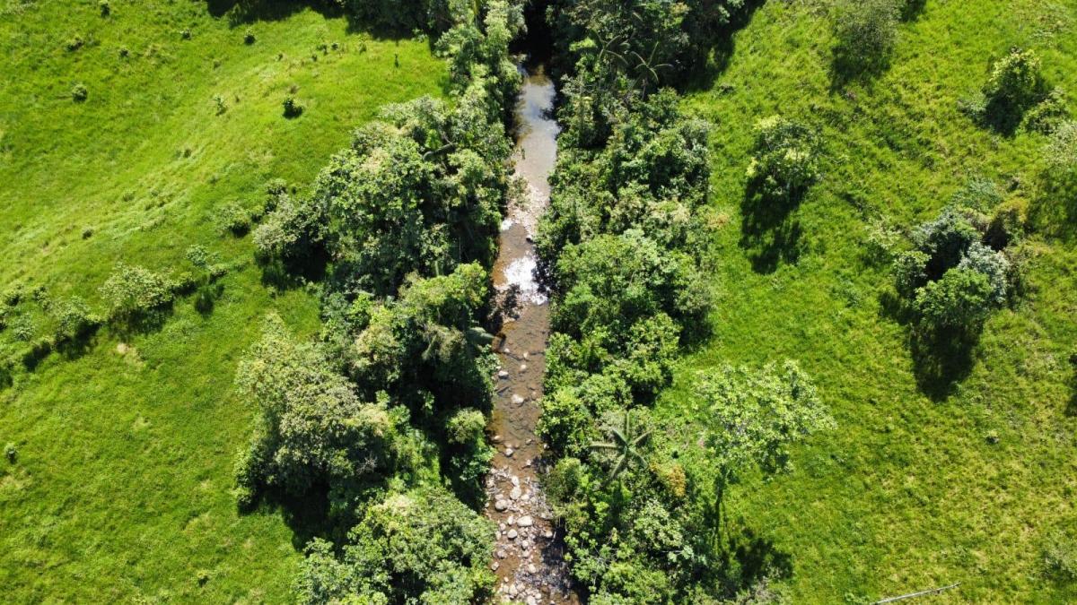 Se Vende Finca Ganadera de 45 Hectáreas en Pedro Vicente Maldonado Km 104 — imagen 9
