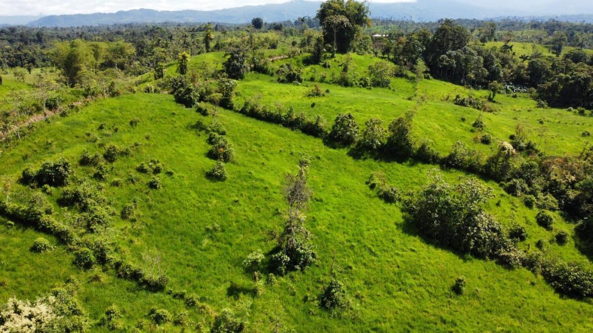 Se Vende Finca Ganadera de 45 Hectáreas en Pedro Vicente Maldonado Km 104 — imagen 6