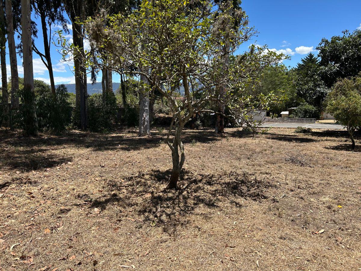 Espectacular Terreno Plano en Tumbaco Sector Posterior a Kywi — imagen 8