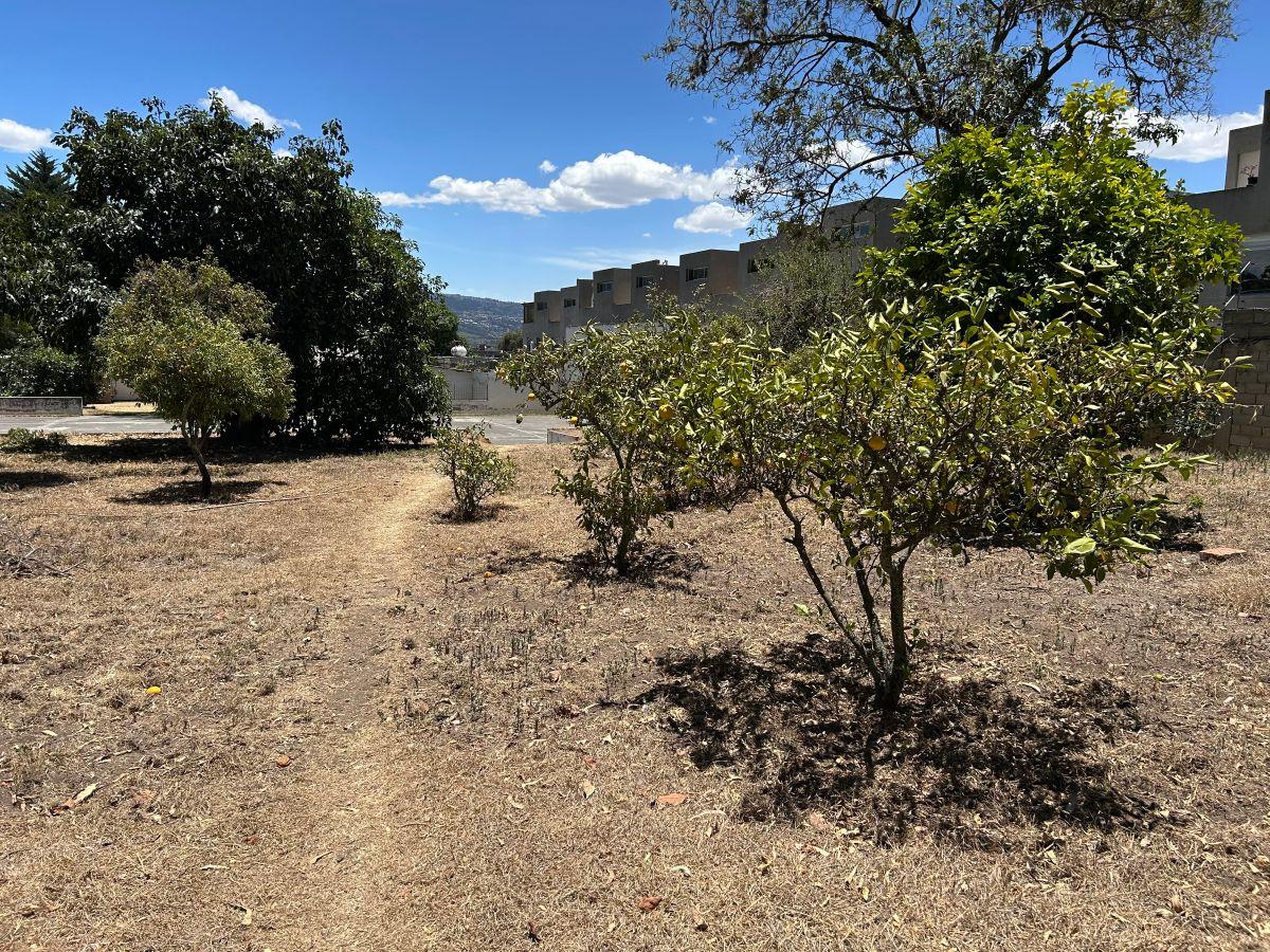 Espectacular Terreno Plano en Tumbaco Sector Posterior a Kywi — imagen 7