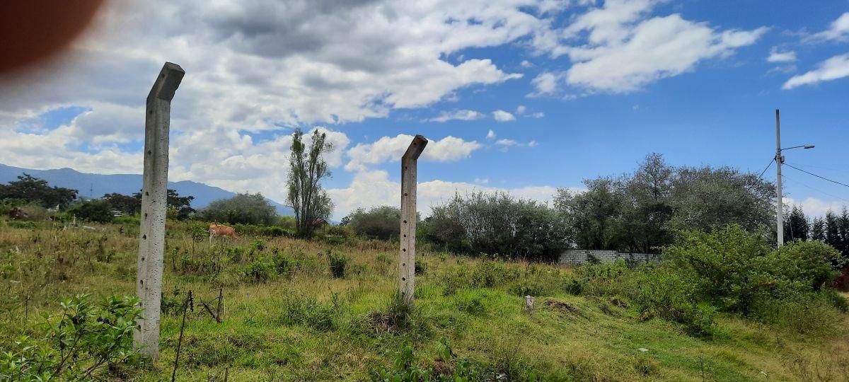 Vendo Lindo Terreno de 5480 m en Checa — imagen 10