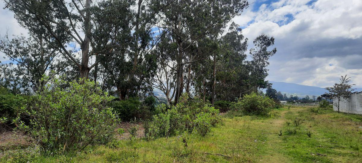 Vendo Lindo Terreno de 5480 m en Checa — imagen 6
