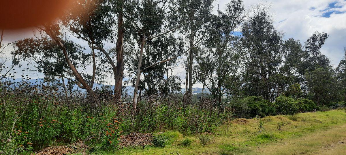Vendo Lindo Terreno de 5480 m en Checa — imagen 2