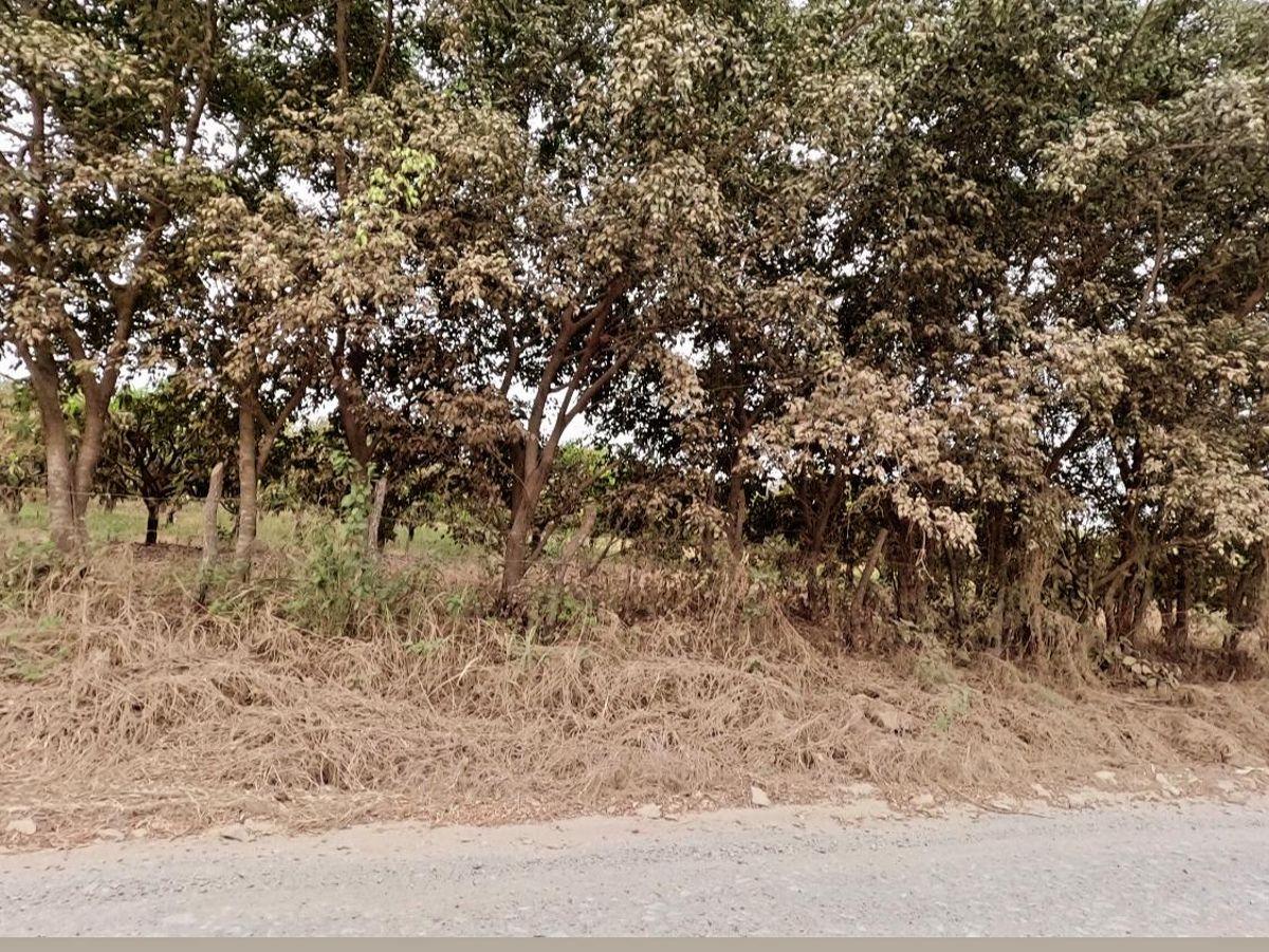 Terreno Agrícola en Venta 21has en Vía a La Costa Km 30 C Alvarez, Guayas — imagen 7