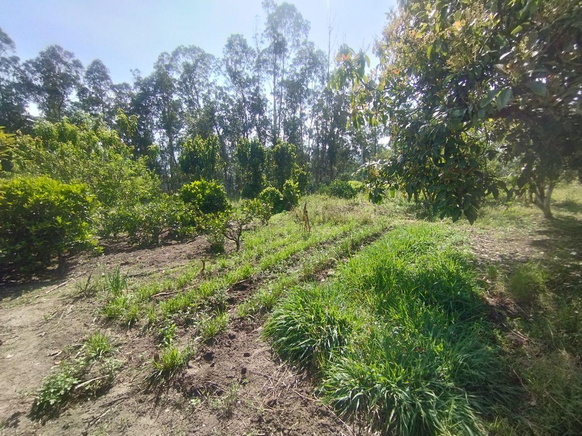 En Venta Terreno y Pequeña Casa - El Quinche — imagen 2