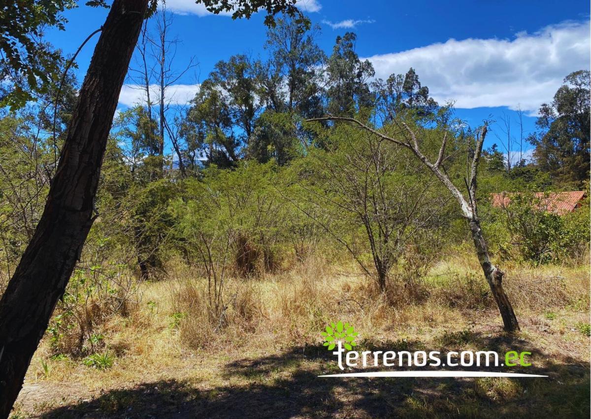 Terreno Independiente de Venta en Tumbaco 6,194.27 m², Sector Tola Grande — imagen 9