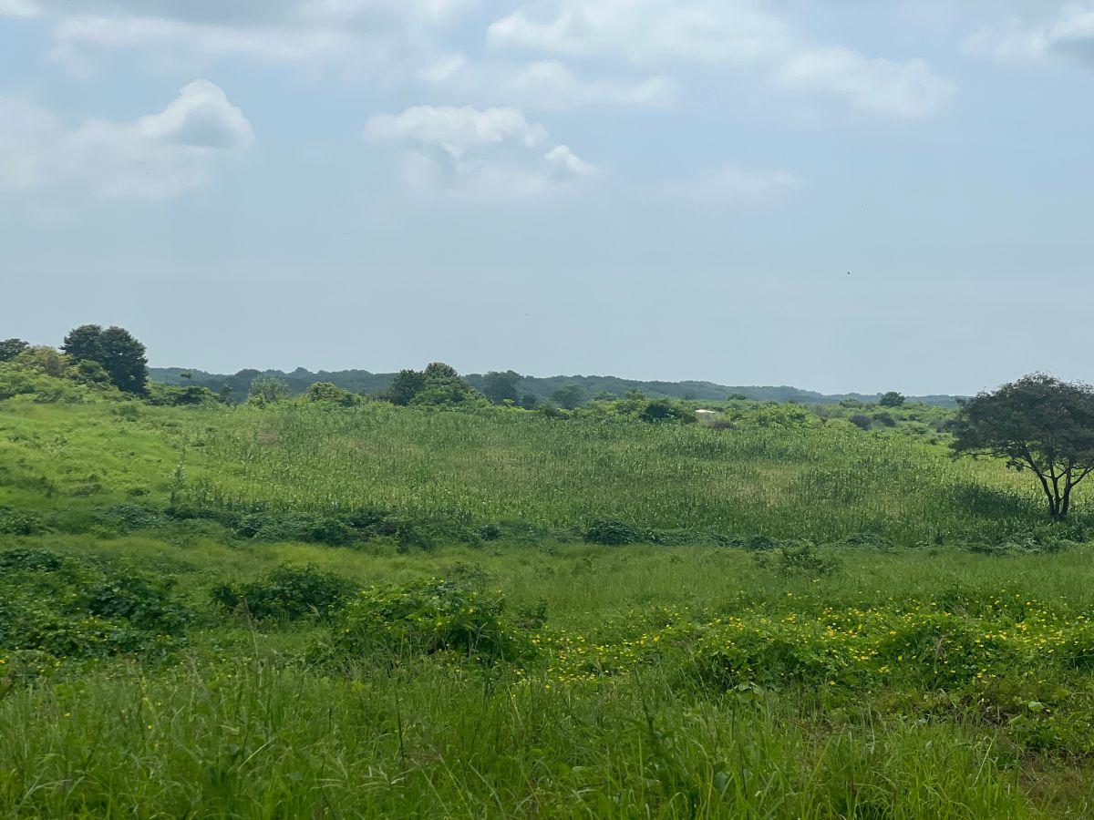 Venta Terreno de 4.600 m² Via Al Pan - Yaguachi, Guayas — imagen 3