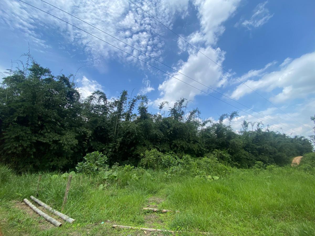 Vendo 77 Hectáreas Planas en El Sector de Paraíso Alto en Pedro Vicente Maldonado — imagen 7